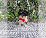 Small #2 Yorkshire Terrier