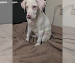 Small #12 Australian Shepherd-Catahoula Leopard Dog Mix