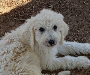 Goldendoodle Puppy for sale in MESA, AZ, USA