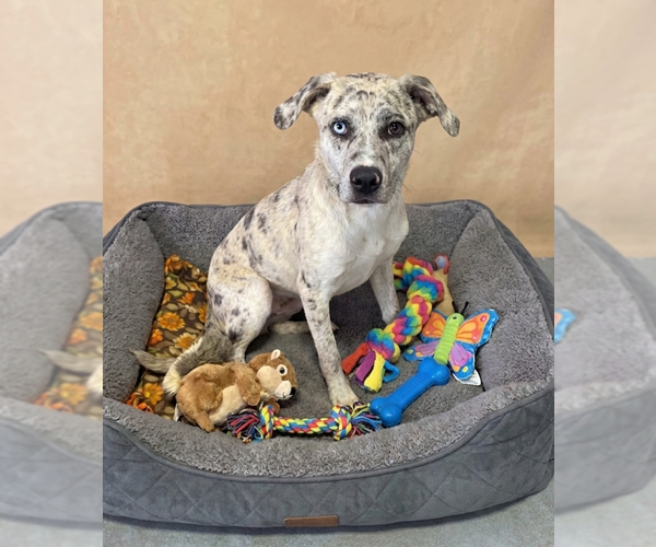 Medium Photo #1 Catahoula Leopard Dog-Unknown Mix Puppy For Sale in Genesee, WI, USA