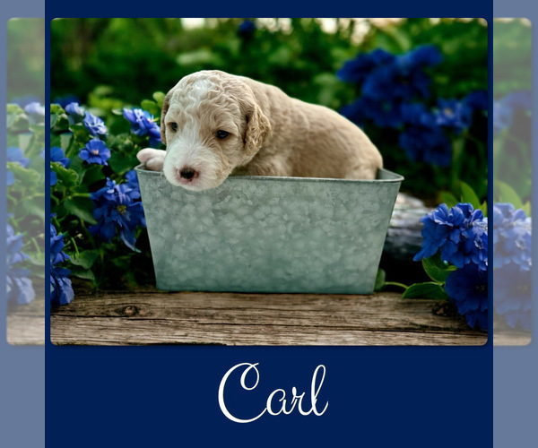 Medium Photo #3 Bernedoodle-Poodle (Standard) Mix Puppy For Sale in MENIFEE, CA, USA