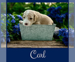 Small #2 Bernedoodle-Poodle (Standard) Mix