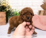 Small Photo #4 Poodle (Toy) Puppy For Sale in SAN JOSE, CA, USA