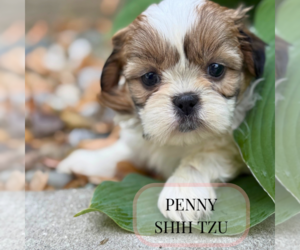 Shih Tzu Puppy for sale in ELMHURST, IL, USA