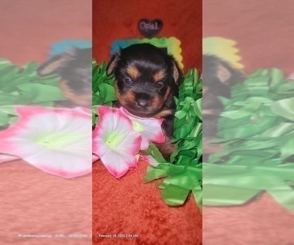 Medium Photo #98 Yorkshire Terrier Puppy For Sale in AKRON, OH, USA