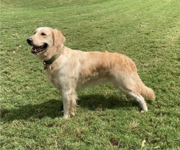 Medium Photo #1 English Cream Golden Retriever Puppy For Sale in GAINESVILLE, GA, USA