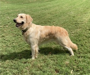 Mother of the English Cream Golden Retriever puppies born on 06/06/2025