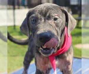 American Staffordshire Terrier-Unknown Mix Dogs for adoption in San Antonio, TX, USA
