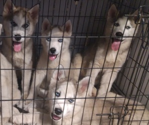 Siberian Husky Puppy for sale in SPOKANE, WA, USA