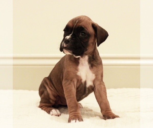 Medium Photo #2 Boxer Puppy For Sale in DENVER, PA, USA