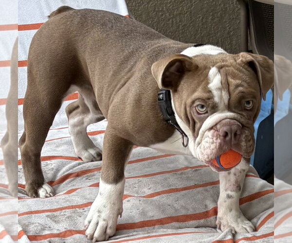 Medium Photo #4 Bulldog Puppy For Sale in Valrico, FL, USA