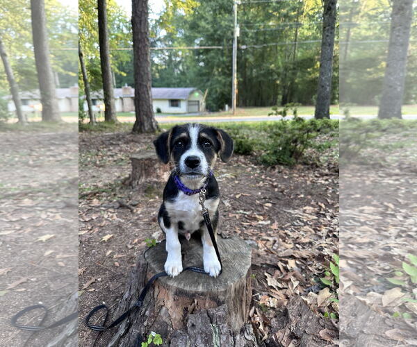 Medium Photo #5 Mutt Puppy For Sale in Garden City, NY, USA
