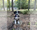 Small #4 Mutt