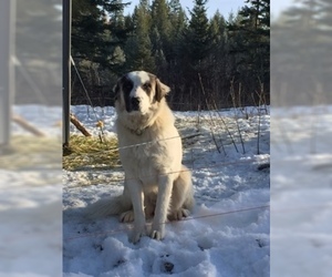 Mother of the Anatolian Shepherd-Great Pyrenees Mix puppies born on 07/01/2019