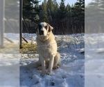 Small Photo #1 Anatolian Shepherd-Great Pyrenees Mix Puppy For Sale in DEARY, ID, USA
