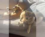 Small #6 Pomeranian