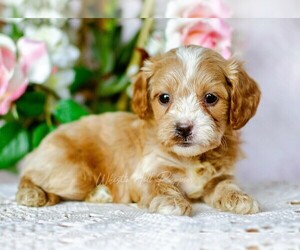 Cavapoo Puppy for sale in DENVER, PA, USA