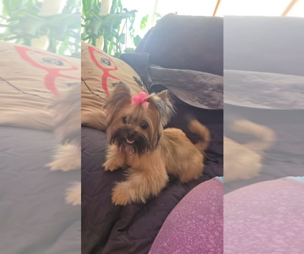 Medium Photo #2 Pomeranian-Unknown Mix Puppy For Sale in Coralville, IA, USA