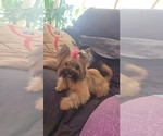 Small #1 Pomeranian Mix