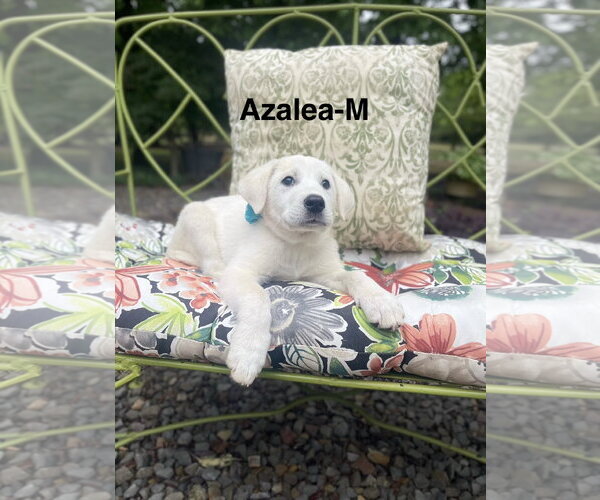 Medium Photo #1 Labrenees Puppy For Sale in Rockaway, NJ, USA