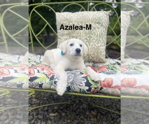 Labrenees Dogs for adoption in Rockaway, NJ, USA