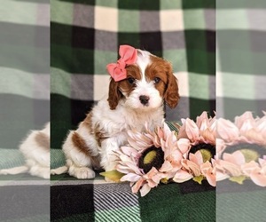 Cavapoo Puppy for sale in OXFORD, PA, USA