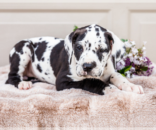 Medium Photo #6 Great Dane Puppy For Sale in WAKARUSA, IN, USA