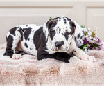 Small #5 Great Dane