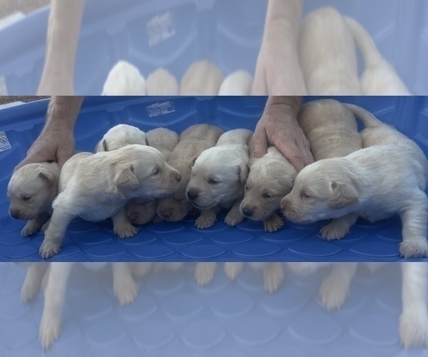 Medium Photo #10 Golden Labrador Puppy For Sale in BUCKEYE, AZ, USA