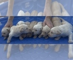 Small #9 Golden Labrador