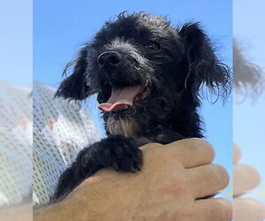 Mutt Dogs for adoption in San Antonio, TX, USA