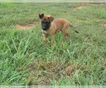 Small Photo #6 Belgian Malinois Puppy For Sale in CHESNEE, SC, USA