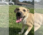 Small #2 Labrador Retriever Mix