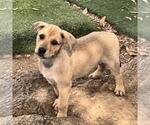Small #5 Labrador Retriever Mix