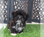 Bonnie - Female Shorkie Tzu Puppy for Sale - Photo #2