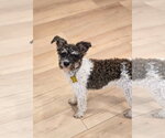 Small #6 Poodle (Miniature) Mix