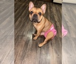 Small Photo #1 French Bulldog Puppy For Sale in LAS VEGAS, NV, USA