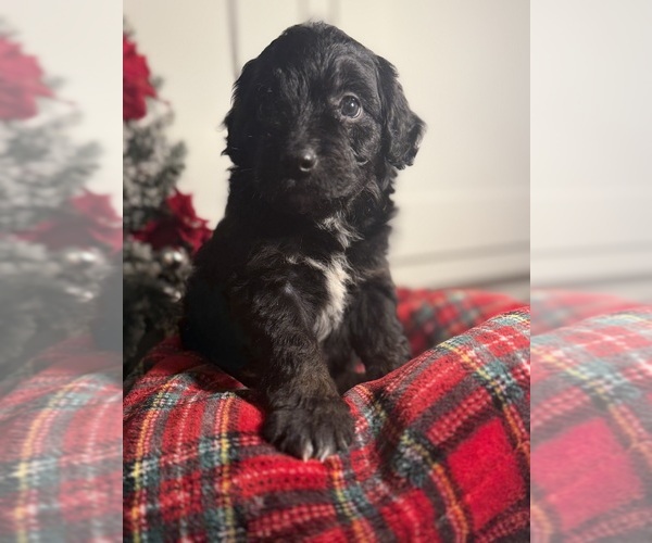 Medium Photo #1 Aussiedoodle Miniature  Puppy For Sale in MENIFEE, CA, USA