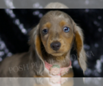 Small #3 Dachshund