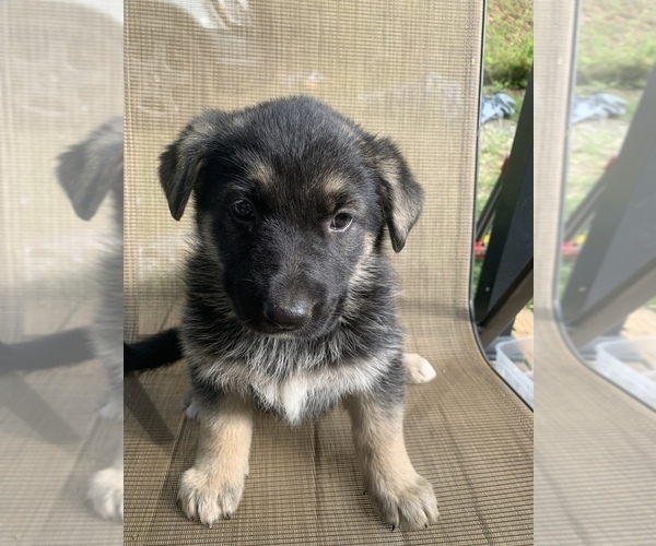 Medium Photo #1 German Shepherd Dog Puppy For Sale in BLAIRSVILLE, GA, USA