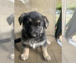 Small Photo #1 German Shepherd Dog Puppy For Sale in BLAIRSVILLE, GA, USA