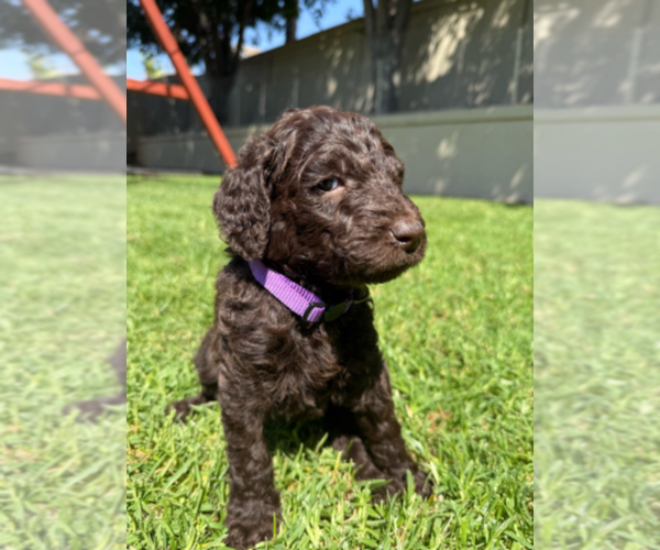 Medium Photo #5 Labradoodle mix (+ Poodle Standard) Puppy For Sale in CHULA VISTA, CA, USA