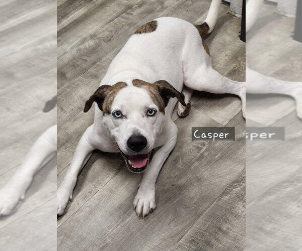 Medium Photo #5 Boxerhoula Puppy For Sale in Ellijay, GA, USA