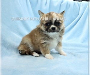 Chihuahua Puppy for sale in MUSKOGEE, OK, USA