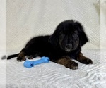 Small #1 Golden Shepherd