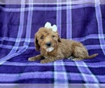 Small #2 Cavapoo (Miniature)