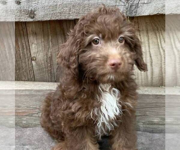 Medium Photo #1 Aussiedoodle Miniature  Puppy For Sale in DRY RUN, PA, USA