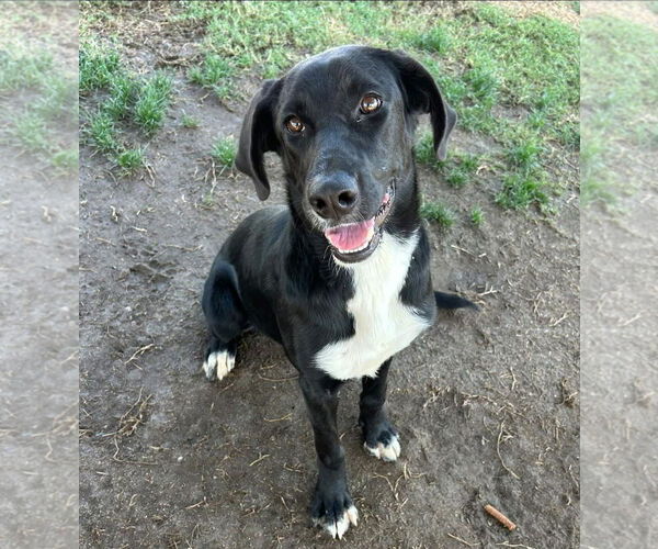 Medium Photo #3 Labrador Retriever-Unknown Mix Puppy For Sale in San Diego, CA, USA