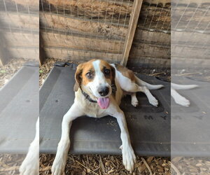 Loretta: Not At shelter (Wendy) - Female Mutt Dog for Adoption - Photo #2