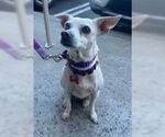 Small #3 Chihuahua Mix